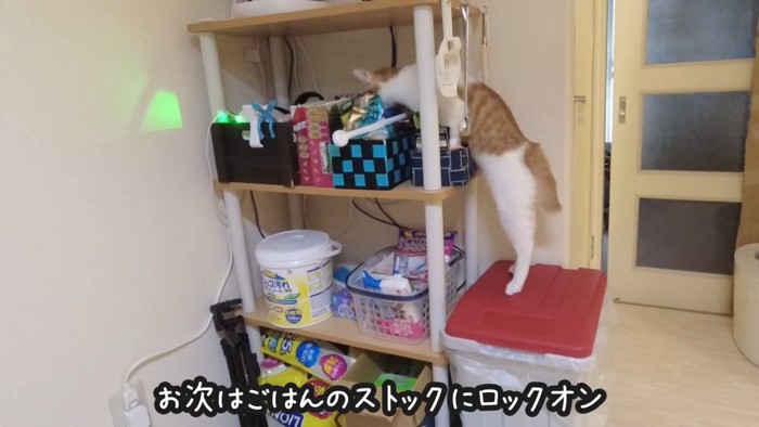 棚を見る猫