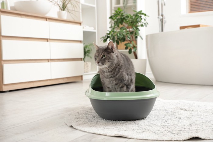 トイレに入っている猫