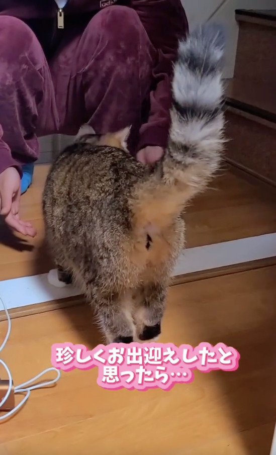 次男さんをお出迎えする猫のチャチャちゃん