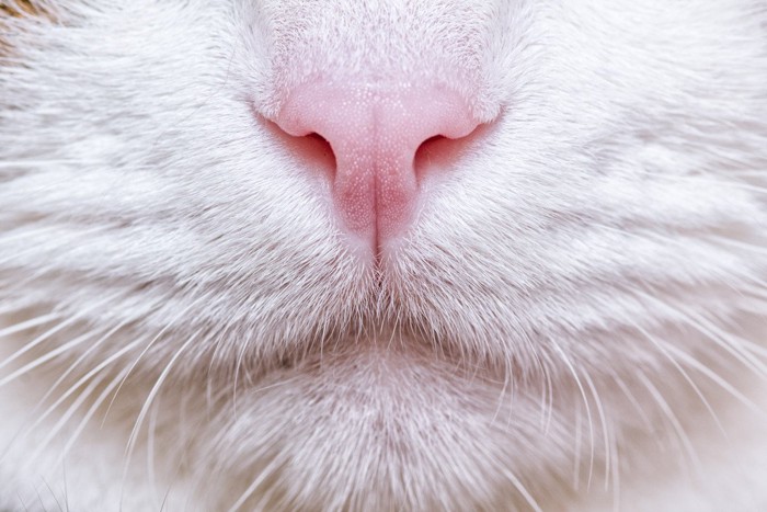 ピンク色の猫の鼻
