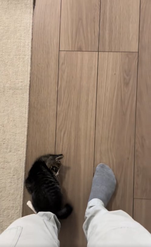 保護主の左足の甲に乗って右足を見ている子猫