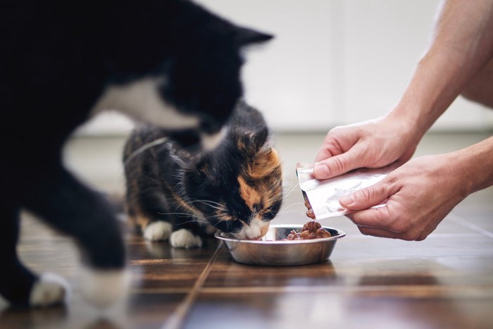 パウチを食べる猫達