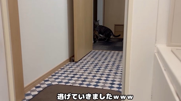 遠くへ逃げる猫