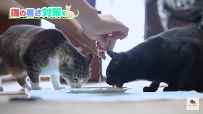 ミルクを飲むキジシロと黒猫