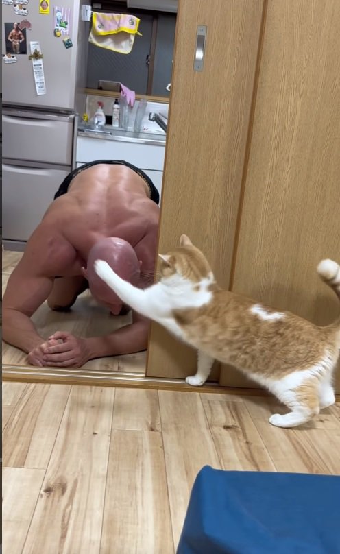 猫パンチをする猫