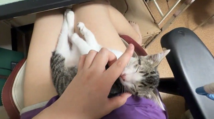 顔回りを撫でられるキジ白の子猫