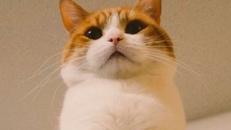 室内にいる猫