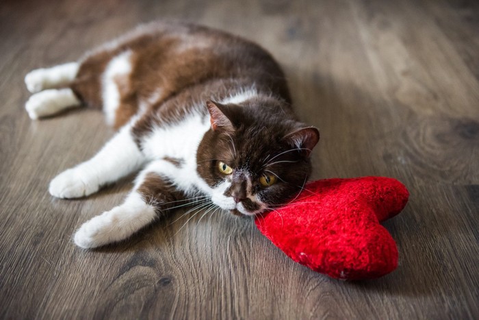 ハートを枕にして寝転ぶ猫