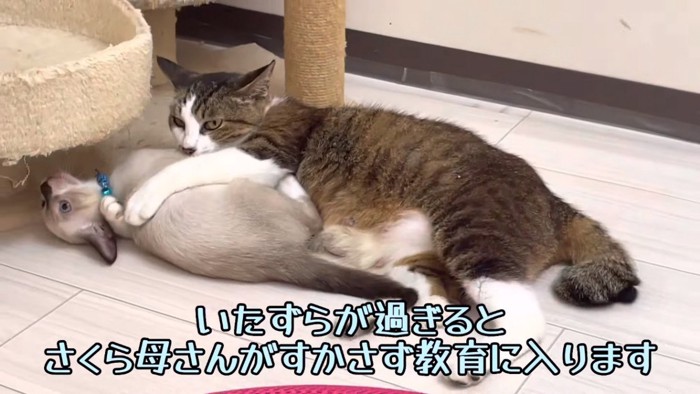 母猫と子猫