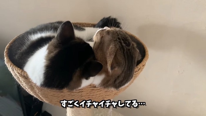 2匹の猫の後頭部