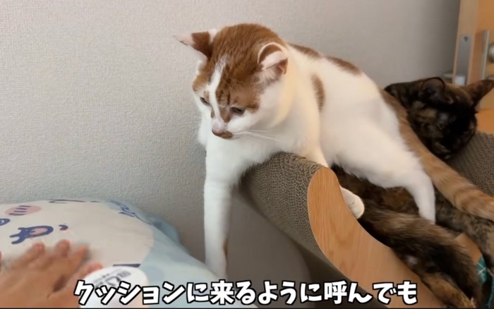 促される猫