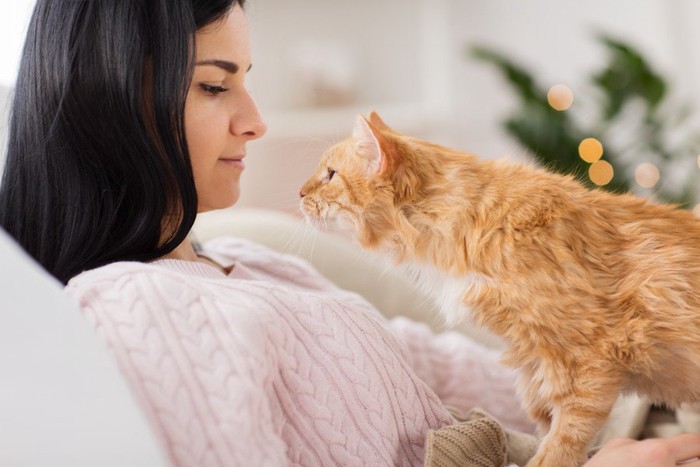 飼い主を見る猫