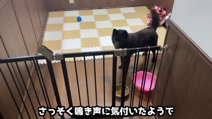 甲斐犬の一休くん