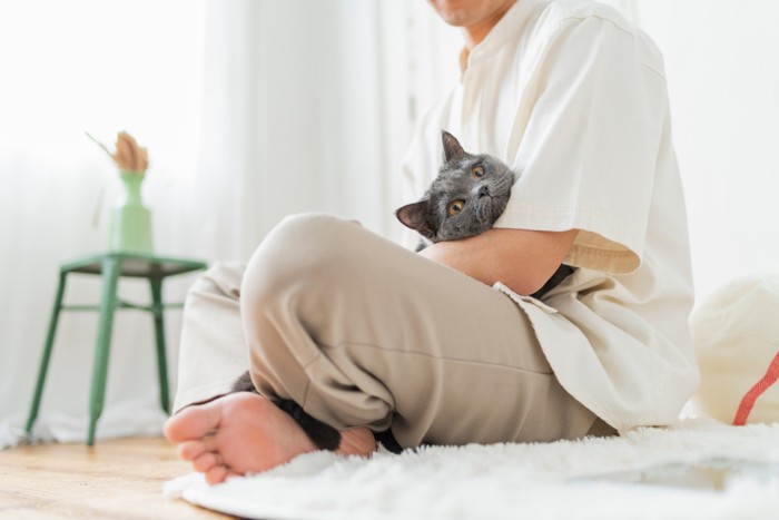 人に抱っこされているブリティッシュショートヘア