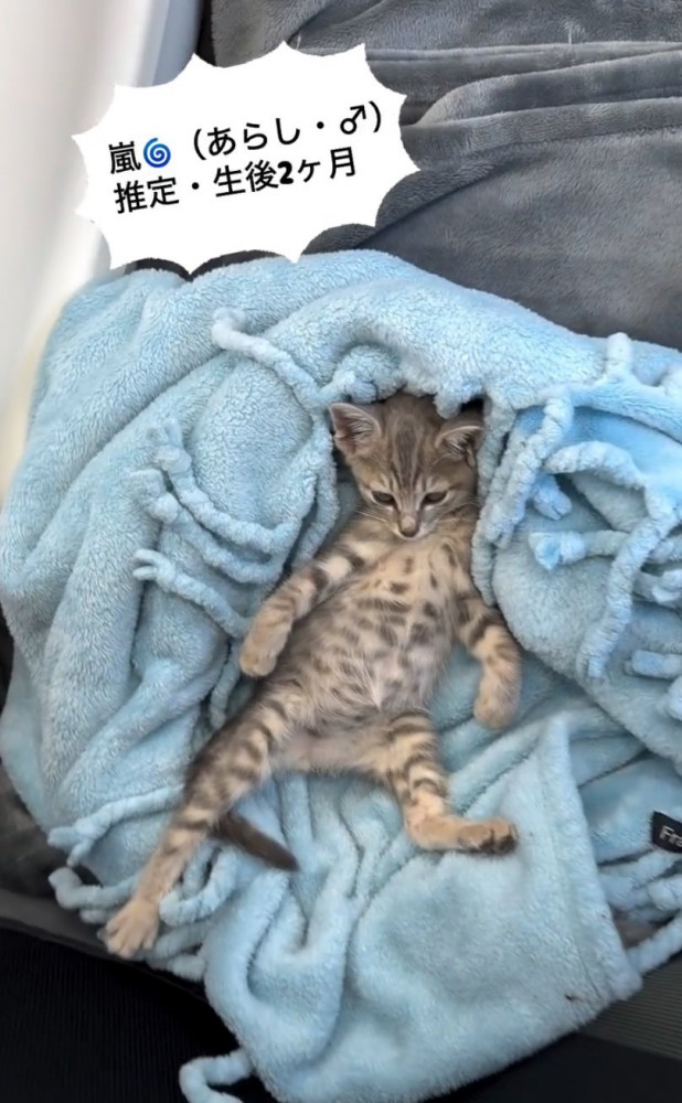 毛布の上で眠そうな子猫2