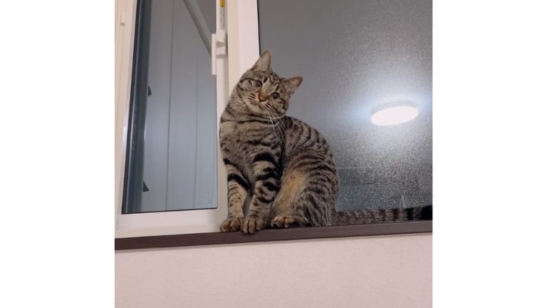 室内にいる猫