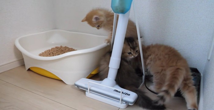 団子状態の兄弟猫