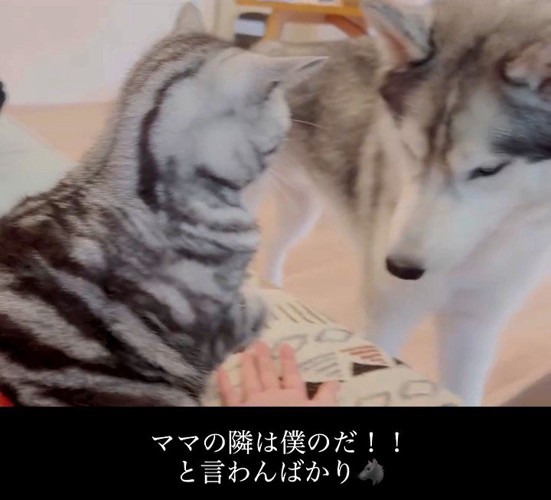 向かい合う猫と犬