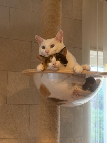 キャットタワーのボウルに入る2匹の猫
