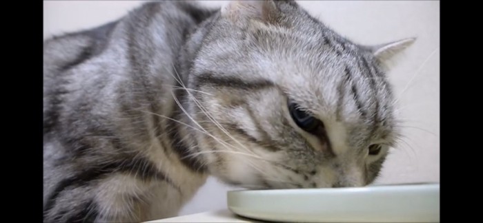 ごはんを食べる猫