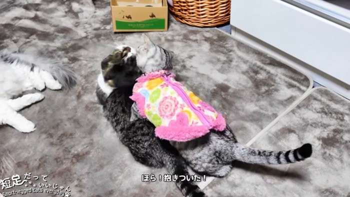 抱きつく服を着た猫