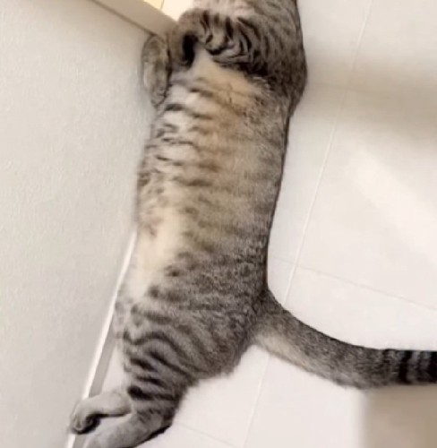 寝転がる猫