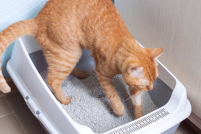 砂かけしている猫
