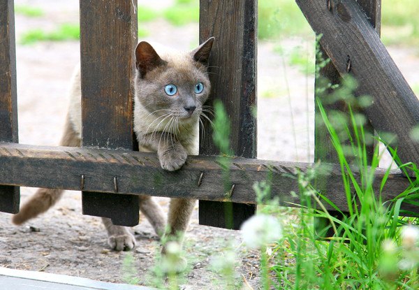 垣根をこえる猫