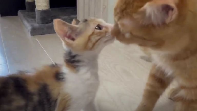 鼻キスする猫たち