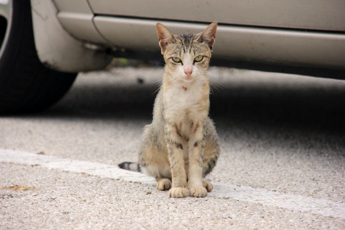 車のそばに座ってジッとこちらを見つめる猫