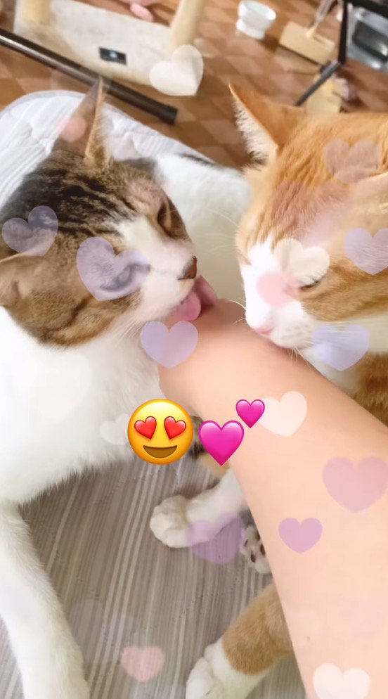 飼い主の手を念入りに舐める2頭の猫