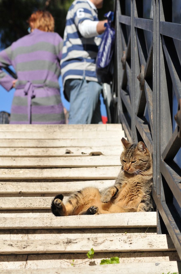 街中でお腹を出す猫