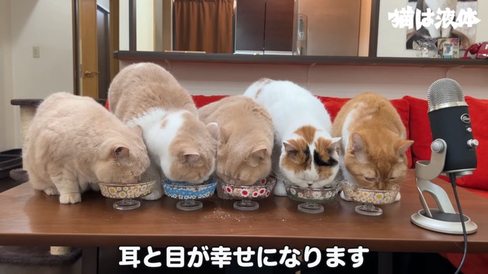 ごはん並んで食べる猫たち