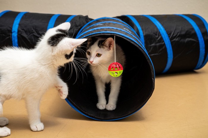 猫がトンネルの中に隠れている様子