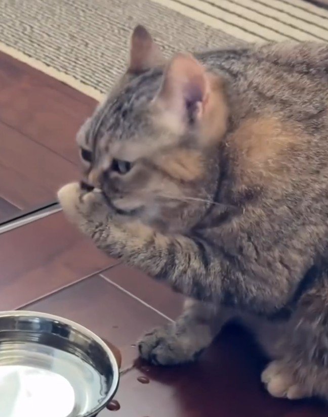 口を手で覆う猫1