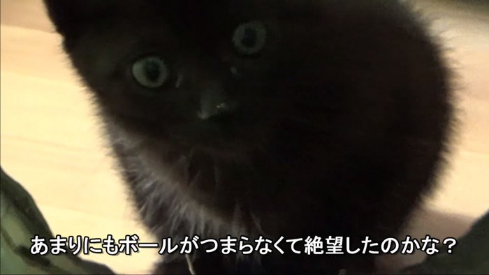 絶望顔の猫