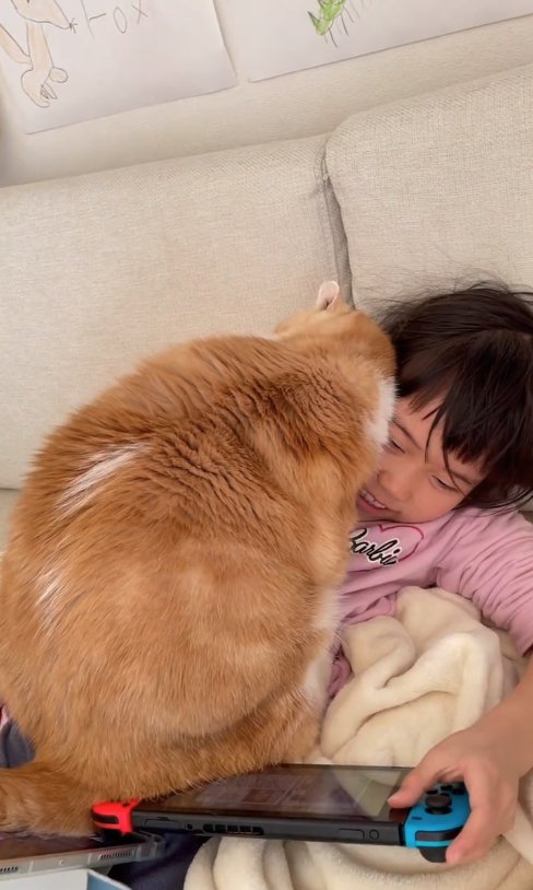 Switchをしている子供の上に乗っている猫