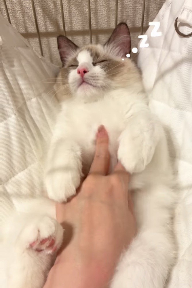 仰向けで寝ている猫