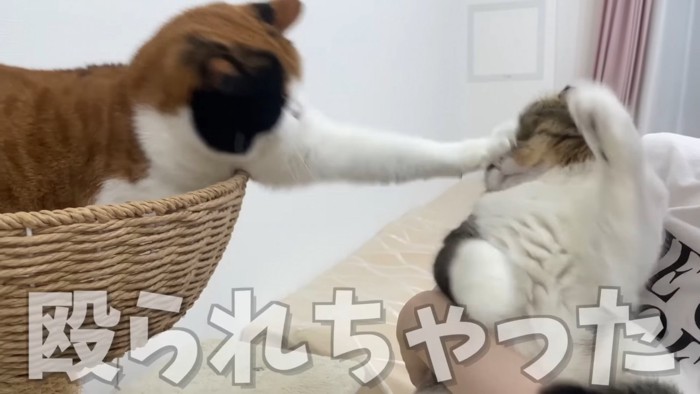 猫パンチする三毛猫