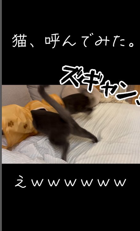 勢い衰えないまま突っ込む猫