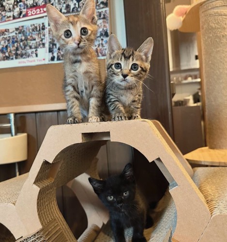 爪研ぎの上にいる3匹の子猫