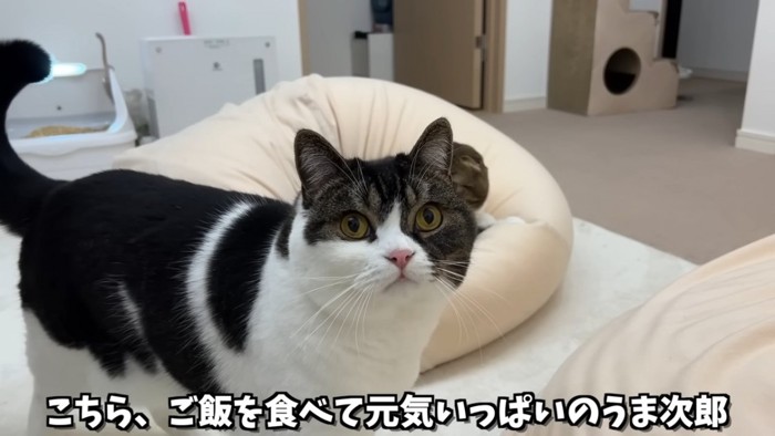 立っている猫