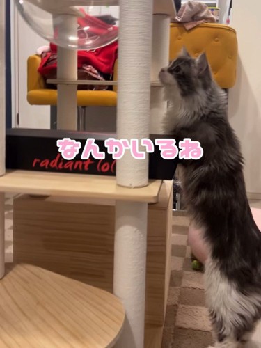 立って上を見る猫