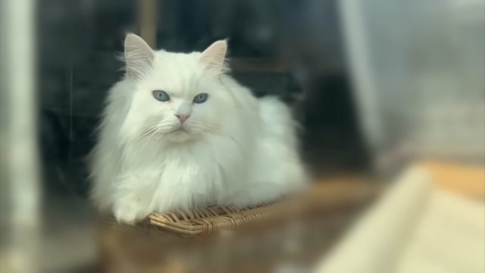 眺める猫%優雅な時間です