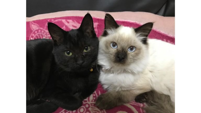 室内にいる猫