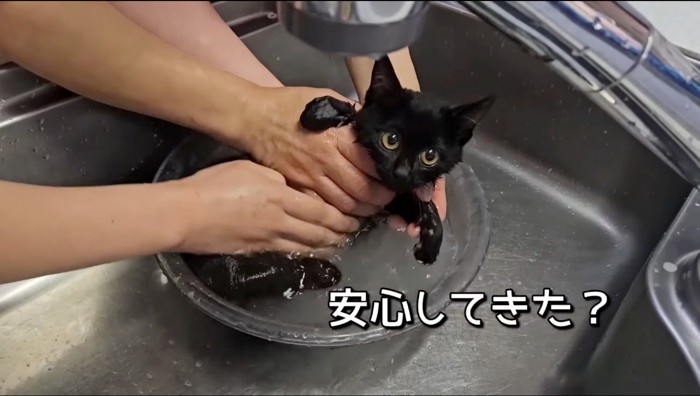 桶の入った水の中に入れられてジッとしている猫