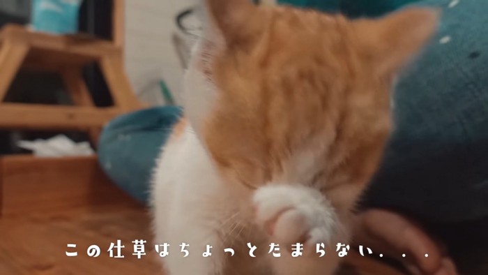 顔を洗う子猫