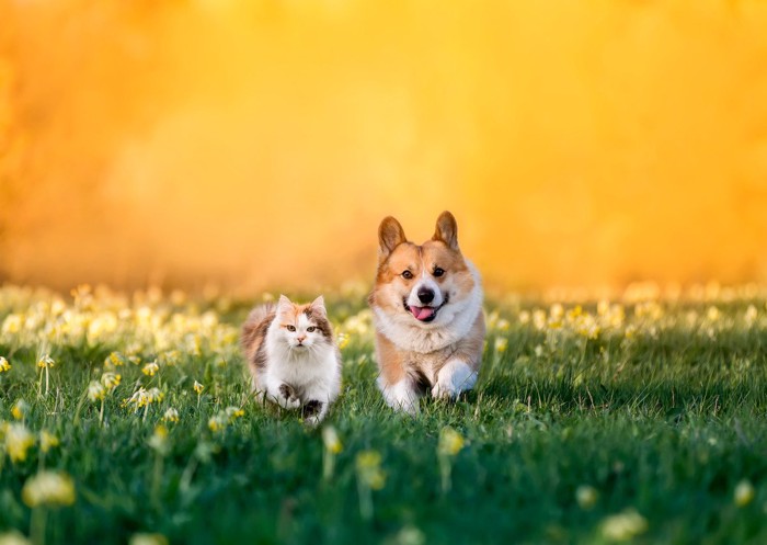 お花畑の犬と猫