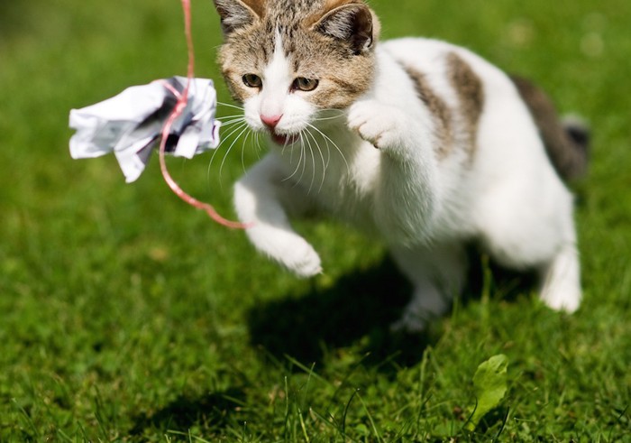 手作りおもちゃで外で遊ぶ猫