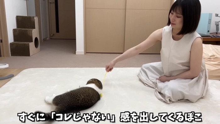 寝そべる猫と猫じゃらしを持つ人